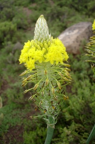 Bulbine narcissifolia old flowers longest